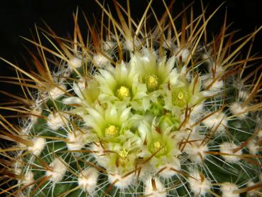 Mother plant
